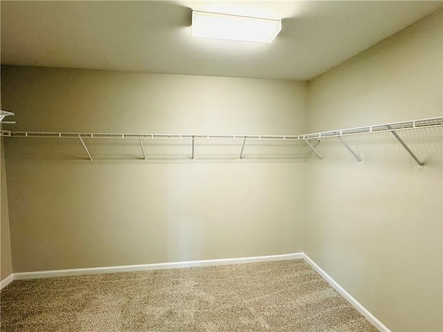 walk in closet featuring carpet floors