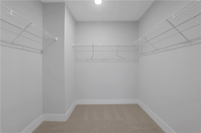 spacious closet featuring carpet flooring