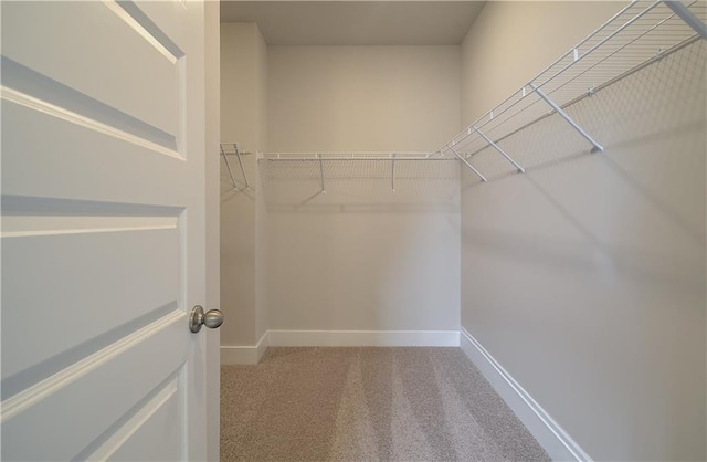 walk in closet featuring carpet floors