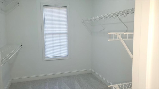 walk in closet with carpet floors