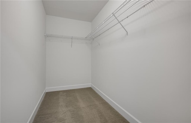 walk in closet featuring carpet flooring