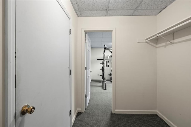 spacious closet with a paneled ceiling and dark carpet