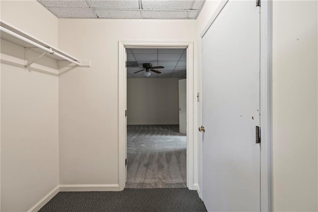 spacious closet featuring a paneled ceiling, carpet floors, and a ceiling fan