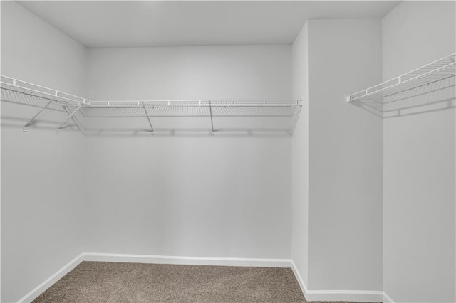 spacious closet featuring carpet flooring