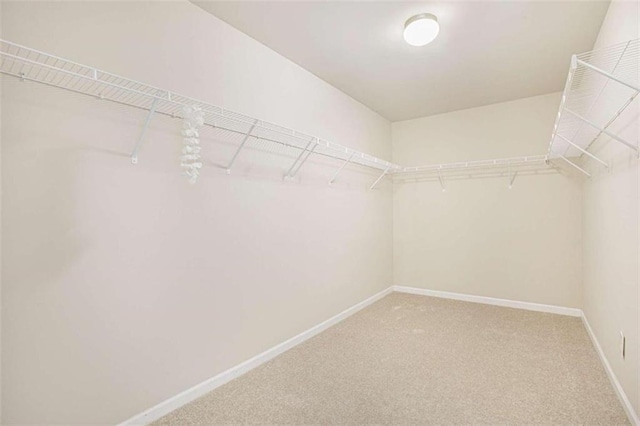 walk in closet with carpet floors