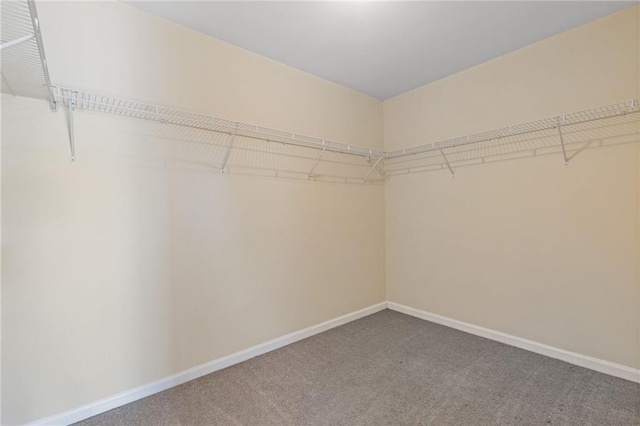 spacious closet featuring carpet floors