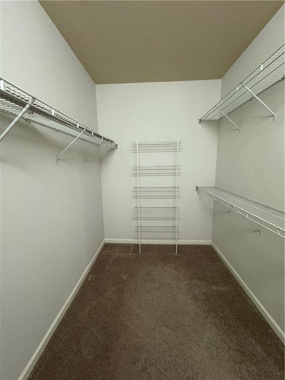 walk in closet with carpet flooring