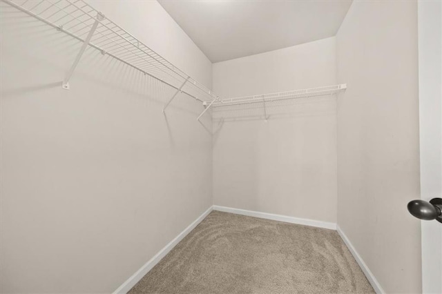 walk in closet featuring carpet floors