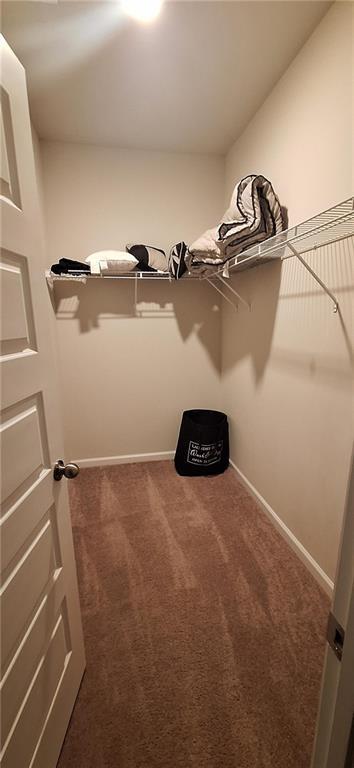 walk in closet featuring carpet flooring