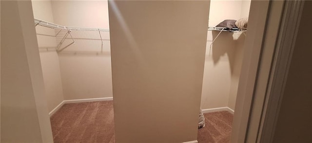 spacious closet featuring carpet