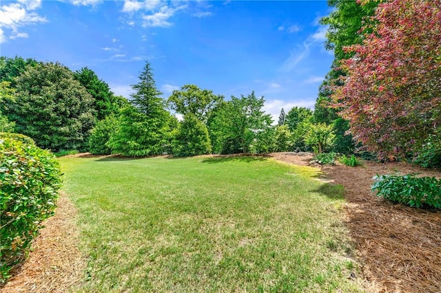 view of green lawn