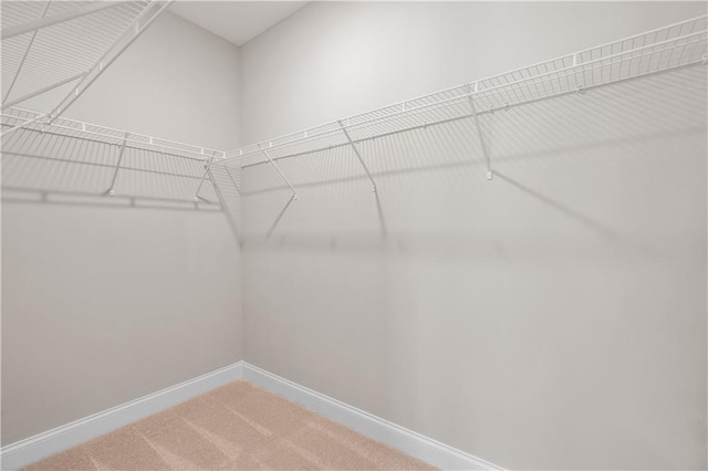 spacious closet featuring carpet floors