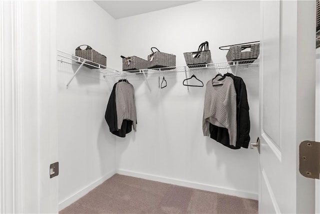 walk in closet with carpet floors