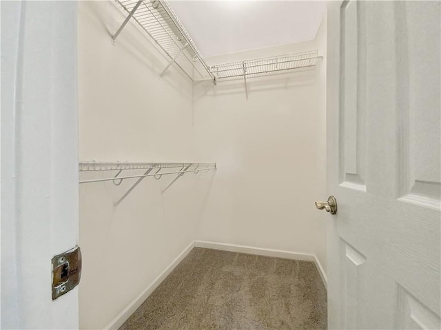 spacious closet featuring carpet flooring