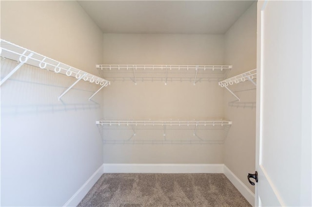 spacious closet featuring carpet flooring