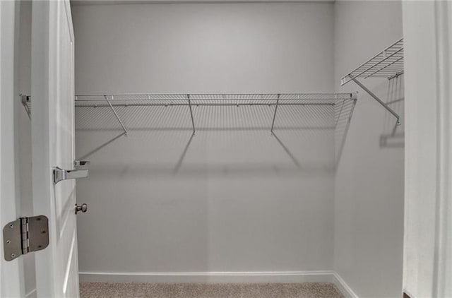 spacious closet featuring carpet