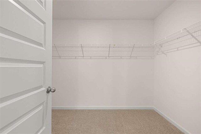 spacious closet featuring carpet