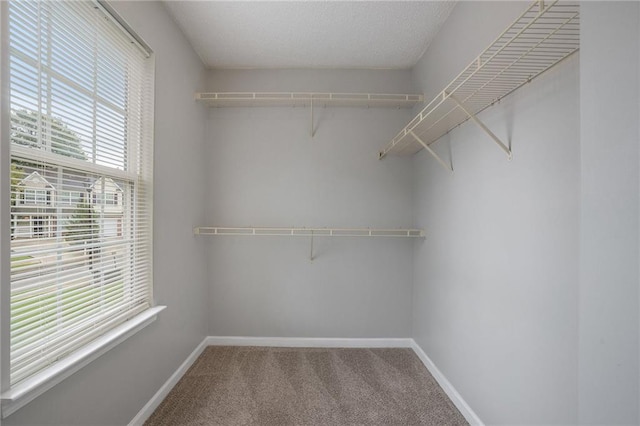 walk in closet with carpet floors