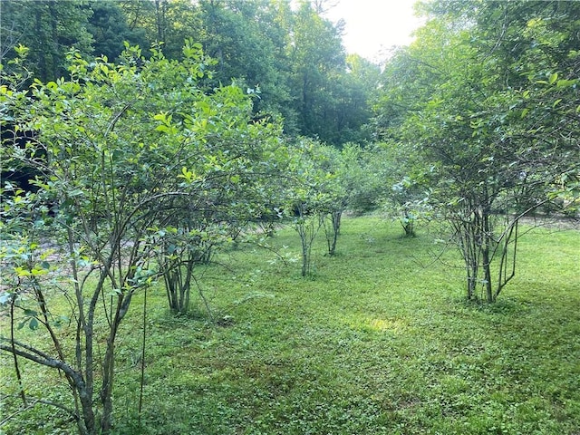 view of nature with a forest view