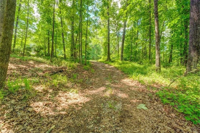 view of local wilderness