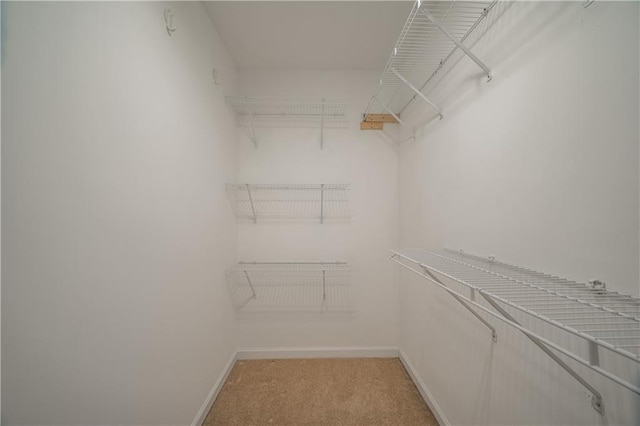 walk in closet with carpet flooring