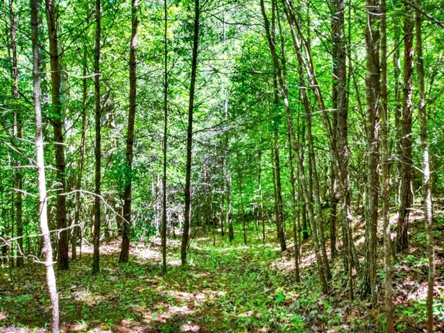 view of local wilderness