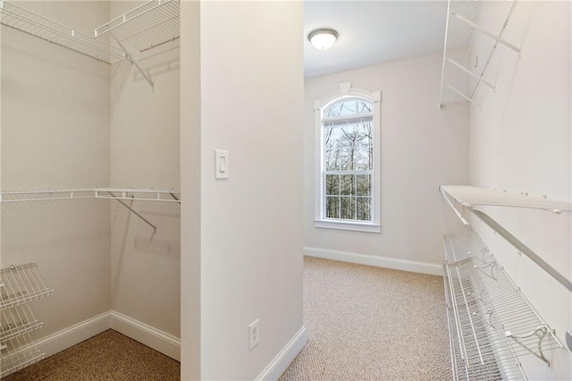 walk in closet with carpet floors