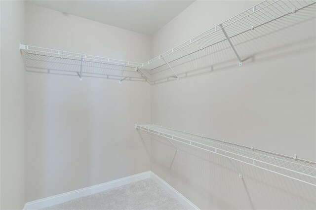 spacious closet featuring carpet flooring