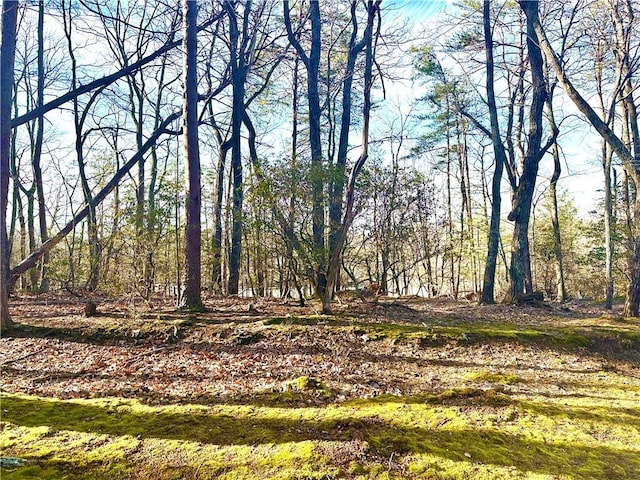 view of local wilderness