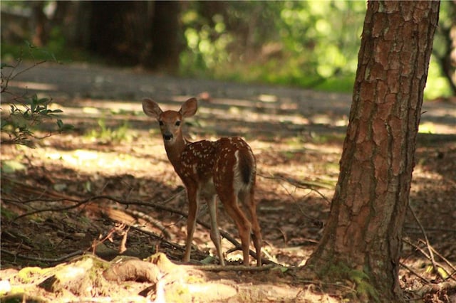 view of nature