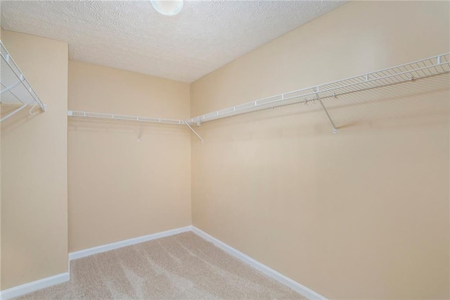 spacious closet featuring carpet flooring