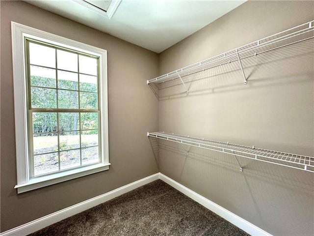 walk in closet featuring carpet