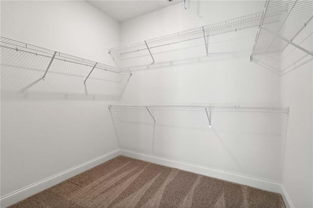 walk in closet with carpet floors