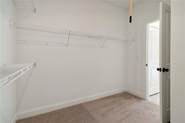 walk in closet featuring carpet floors