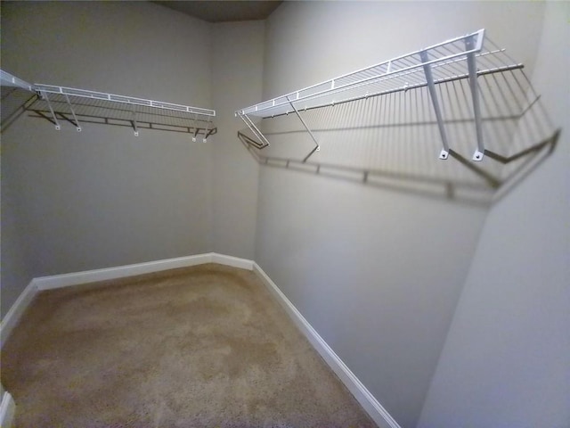 spacious closet featuring carpet floors