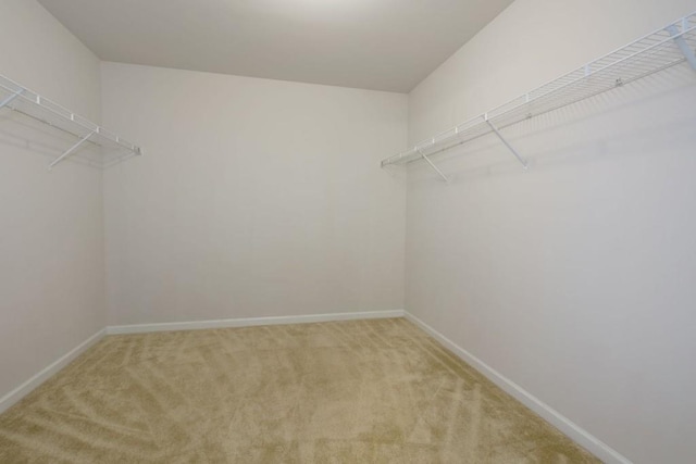 walk in closet with carpet floors