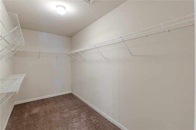 spacious closet featuring carpet floors