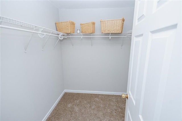 walk in closet featuring carpet flooring