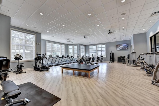 exercise room with light wood-type flooring, a drop ceiling, ceiling fan, and a healthy amount of sunlight