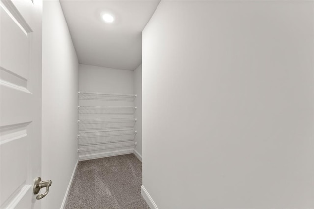 walk in closet with carpet flooring