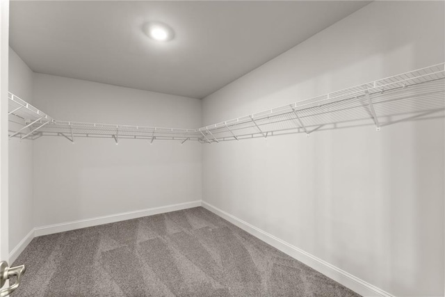 walk in closet featuring carpet floors