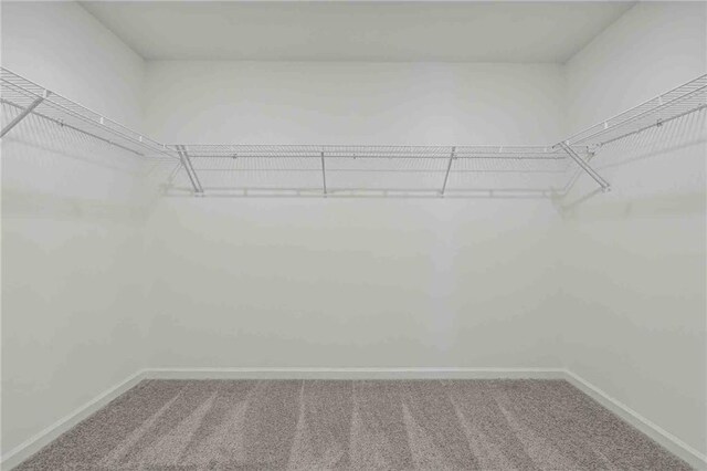 walk in closet with carpet flooring