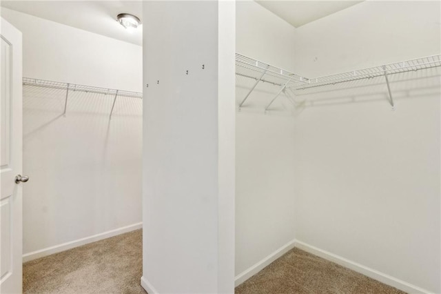 spacious closet with carpet