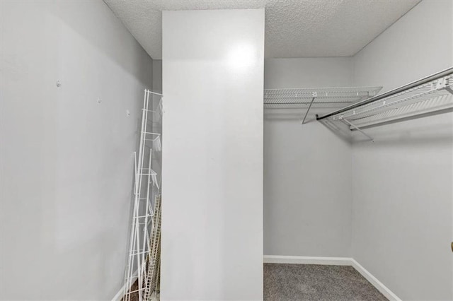 spacious closet featuring carpet floors