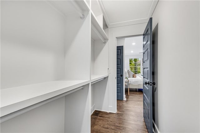 walk in closet with dark hardwood / wood-style flooring