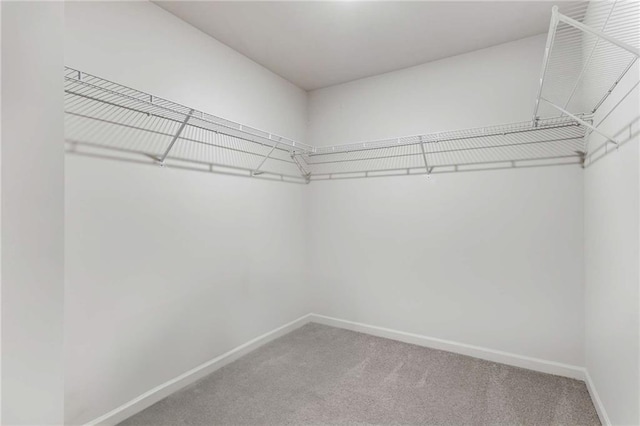 spacious closet featuring carpet