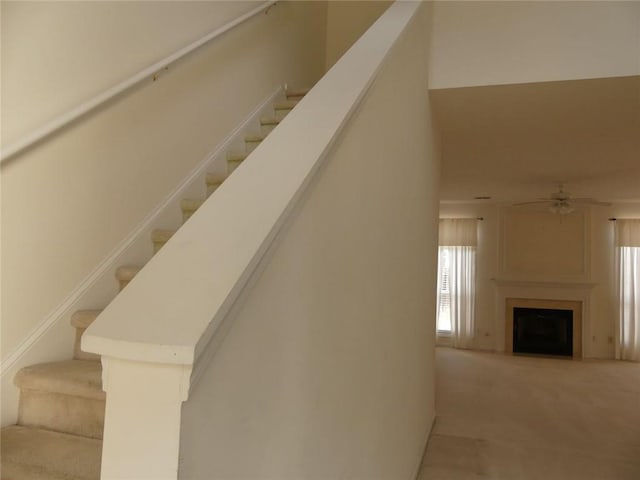 stairs featuring carpet flooring, a large fireplace, and ceiling fan