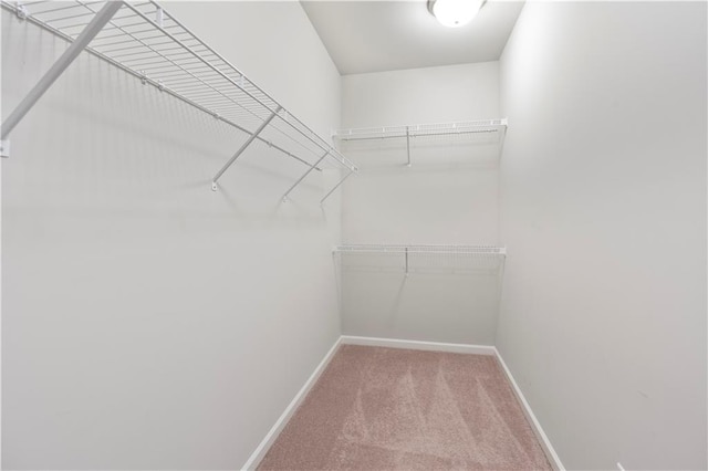 walk in closet featuring carpet flooring