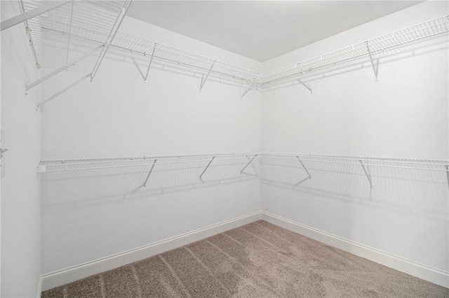 walk in closet featuring carpet flooring