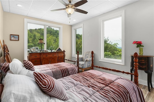 bedroom with ceiling fan, a paneled ceiling, multiple windows, and light wood-type flooring